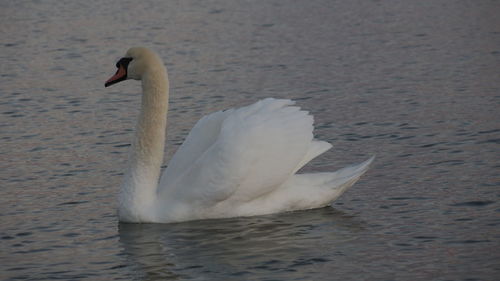 Close-up of swan in lake