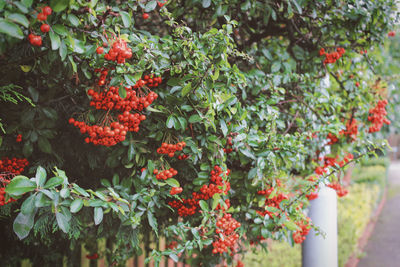 Nature Nature
