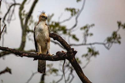 Low angle view of bird perching on branch