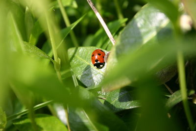 Close-up of ladybug on plant