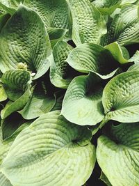 Full frame shot of plants 