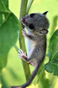 Close-up of cat on branch