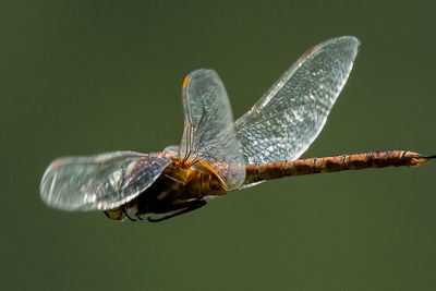 Close-up of butterfly on leaf