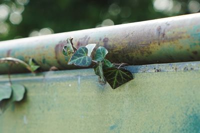 Close-up of rusty metal pipe