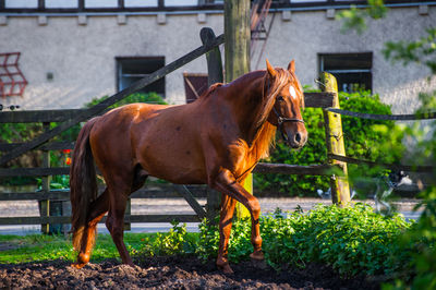 Horse standing in grass