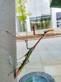 Close-up of insect on wall