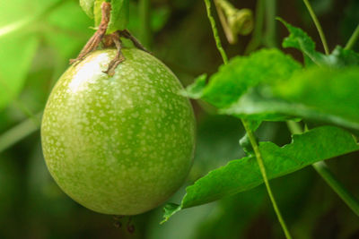 Close-up of fruits on tree