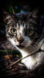 Close-up portrait of cat