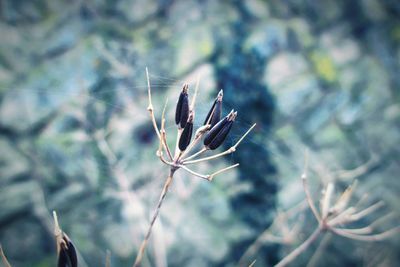 Close-up of plant on twig