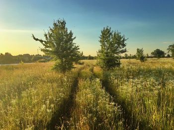 Scenic view of field against sky