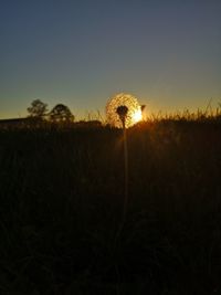 Silhouette dandelion on field against sky during sunset