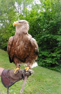 Bird perching on a hand