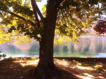 Tree by lake against sky