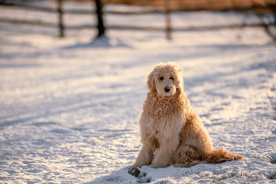 Dog looking away on snow on land