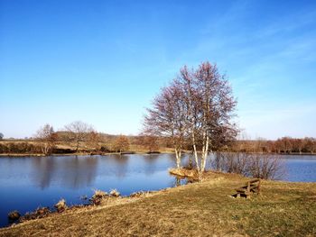 Bare tree by lake against blue sky