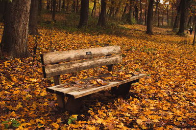 Park bench by autumn trees in forest