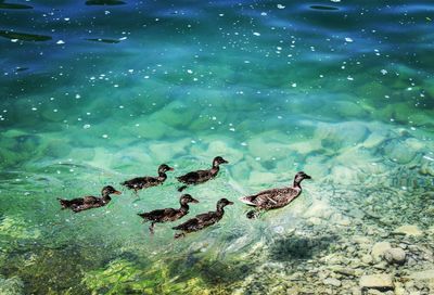 High angle view of duck swimming in water