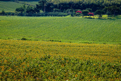 Crops growing on field