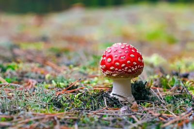 Close-up of mushroom growing on field