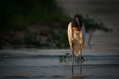 Jabiru stork perching in water