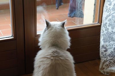 Cat sitting by window at home