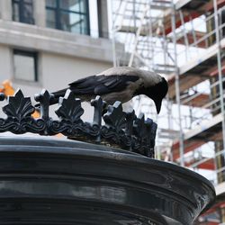 Bird perching on building against sky in city