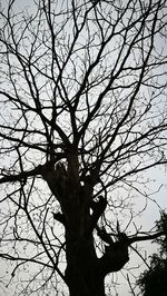 Low angle view of silhouette bare tree against sky