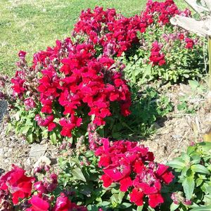 Close-up of red flowers blooming outdoors