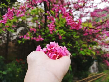 Close-up of hand holding pink flower