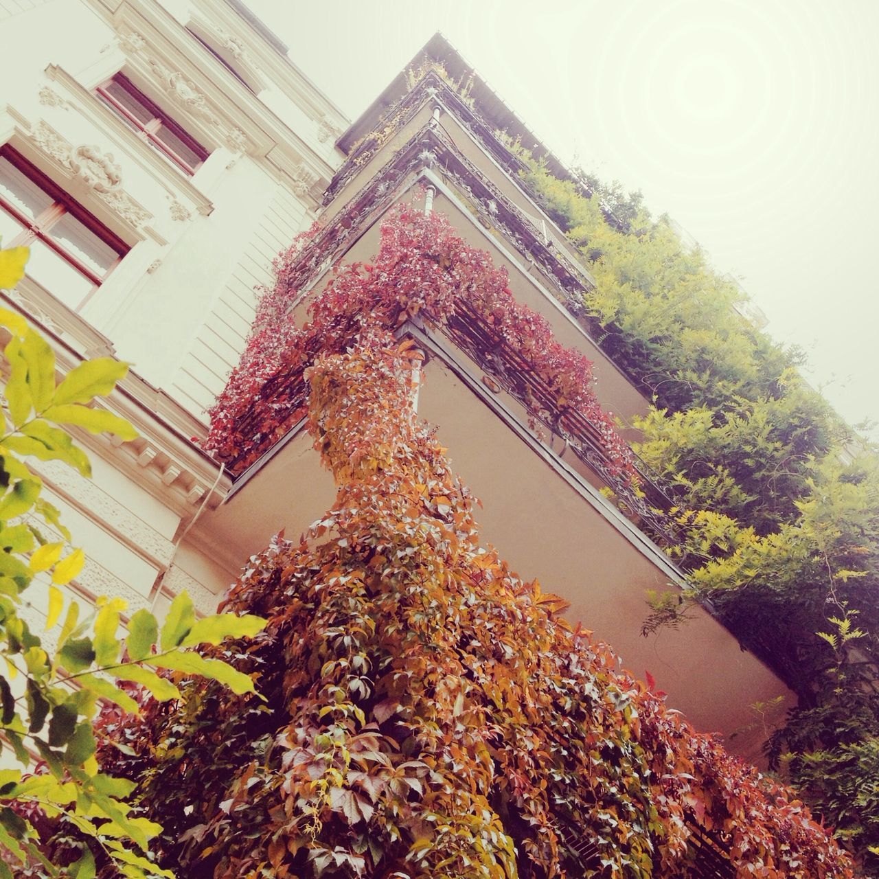 architecture, building exterior, built structure, low angle view, tree, plant, growth, leaf, house, building, residential building, residential structure, day, clear sky, outdoors, window, no people, sky, ivy, nature