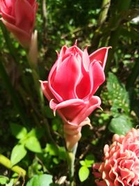 Close-up of pink rose