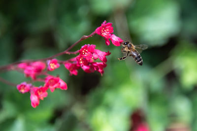 Close-up of insect on pink flower