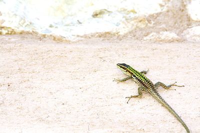 Close-up of lizard on sand