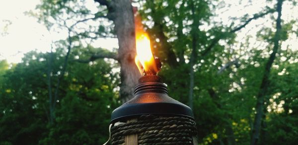 Close-up of lit candles in forest