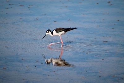 Bird drinking water in a lake