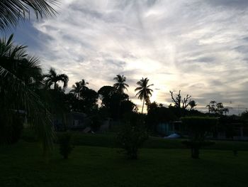 Palm trees against sky