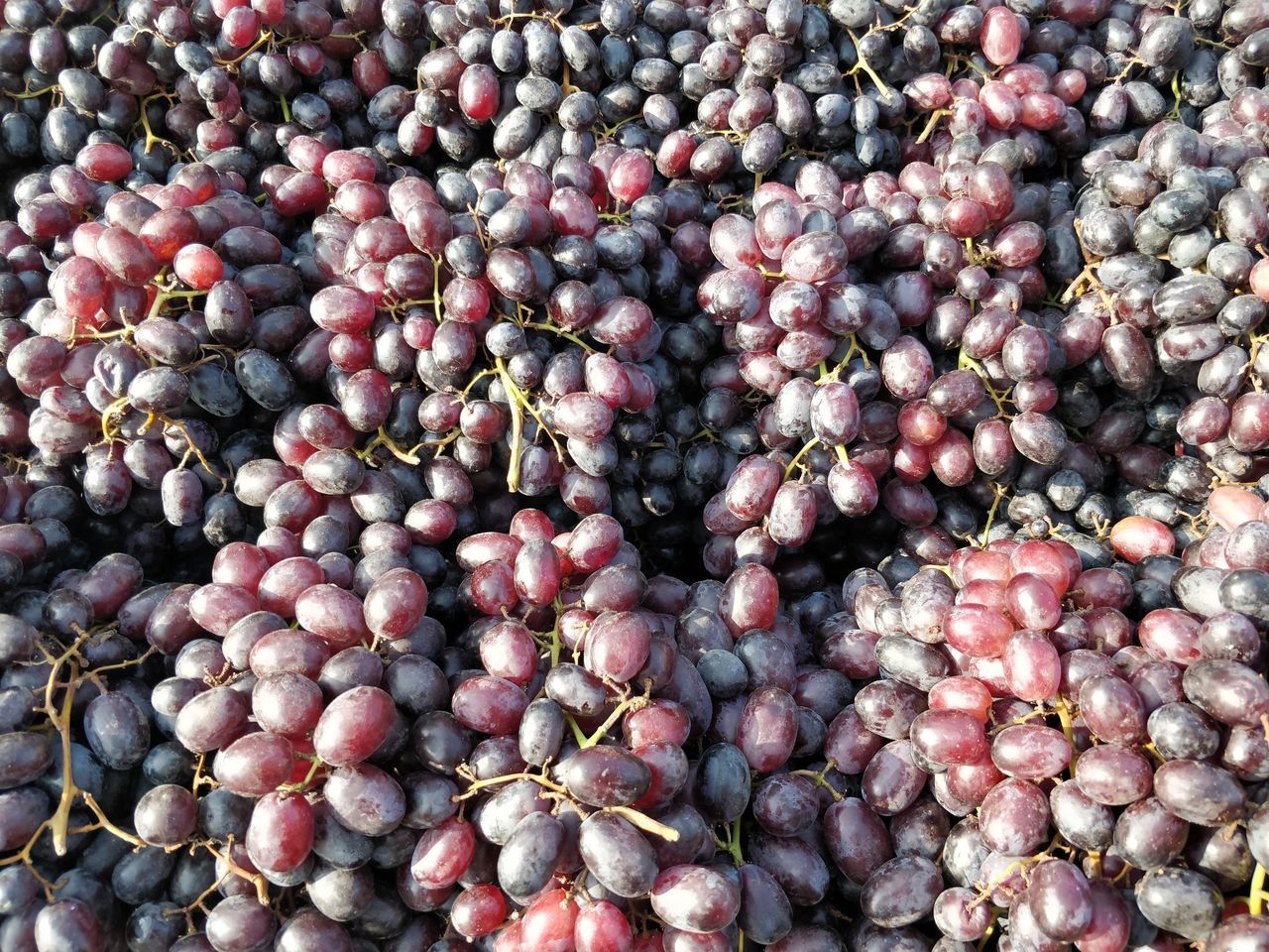 FULL FRAME SHOT OF BERRIES