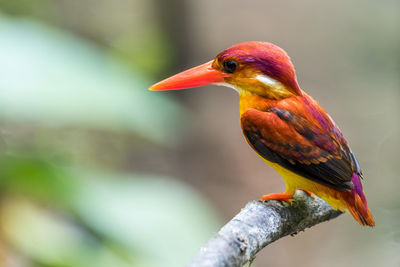 Close-up of bird perching on branch