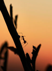Close-up of silhouette insect against orange sky