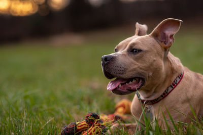 Close-up of dog at play