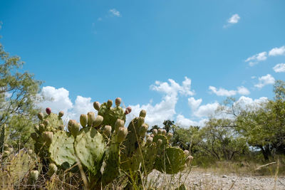 Plants growing on field against sky