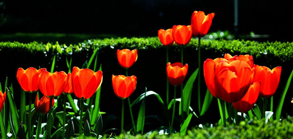 Close-up of red tulips in field