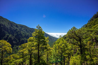 nature