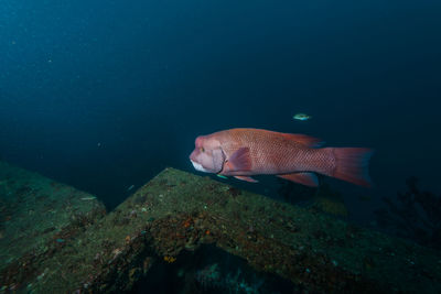 View of fish swimming in sea