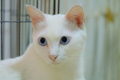 Close-up portrait of white cat