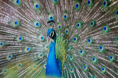Close-up of peacock