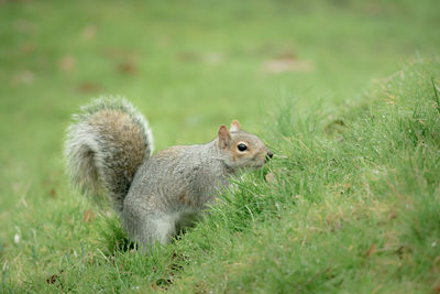 Close-up of squirrel on field