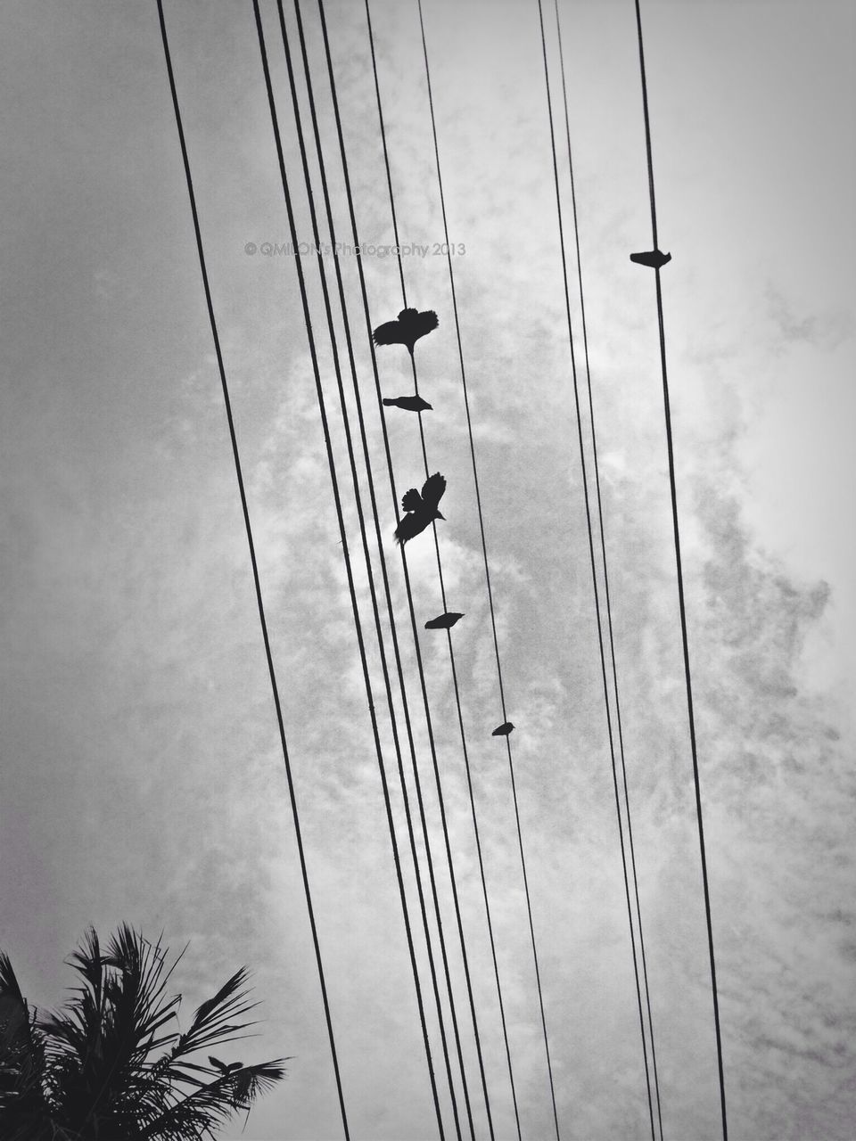 low angle view, power line, cable, sky, connection, electricity, transportation, power supply, electricity pylon, flying, technology, silhouette, overhead cable car, cloud - sky, fuel and power generation, mode of transport, bird, day, outdoors, power cable