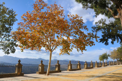 View of trees in park against cloudy sky