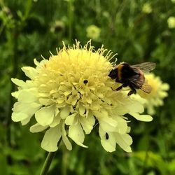 Close-up of bee on yellow flower